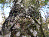 Silver Birch