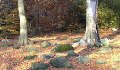 Fallen autumn leaves